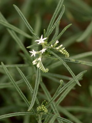 Heliotropium lineare image