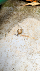 Zachrysia provisoria