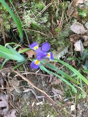 Iris