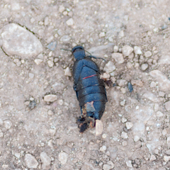 Berberomeloe comunero