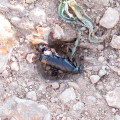 Berberomeloe comunero