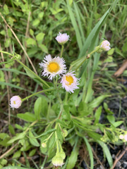 Erigeron philadelphicus philadelphicus
