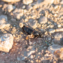 Berberomeloe comunero