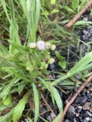 Erigeron philadelphicus philadelphicus