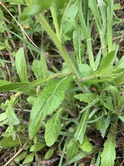 Erigeron philadelphicus philadelphicus