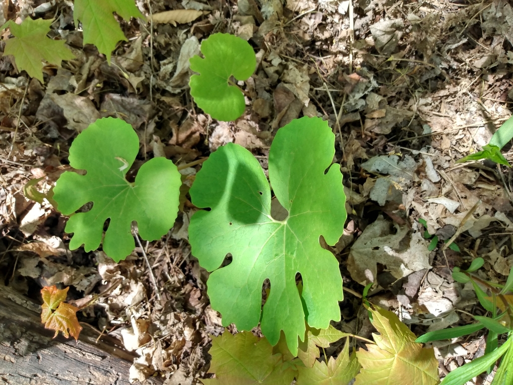A large, wide green leaf, growing low to the ground, with many lobes