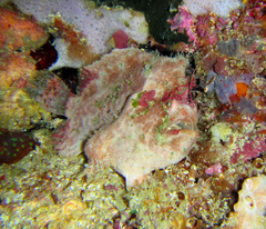 Lophiocharon lithinostomus