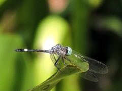 Micrathyria ocellata