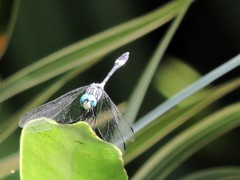 Micrathyria ocellata