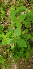 Trillium viride