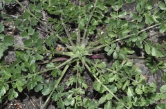 Pimpinella villosa