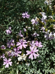 Phlox speciosa