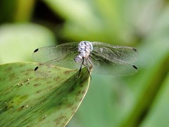 Micrathyria ocellata