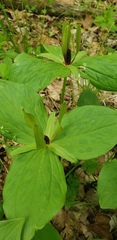 Trillium viride