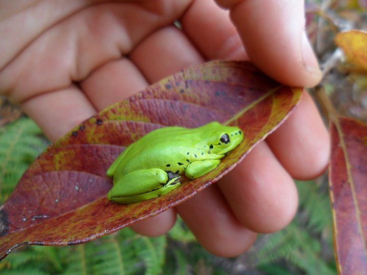 Boettger's Reed Frog
