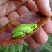 Boettger's Reed Frog - Photo (c) bean316, some rights reserved (CC BY-NC)
