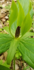 Trillium viride