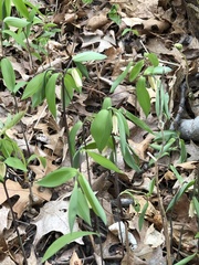 Uvularia sessilifolia