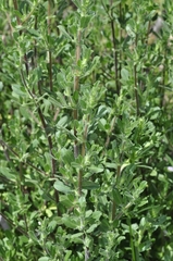 Ononis spinosa spinosa