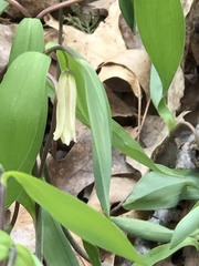 Uvularia sessilifolia