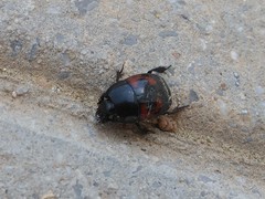 Hister quadrimaculatus