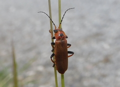 Cantharis coronata