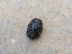 Hister quadrimaculatus