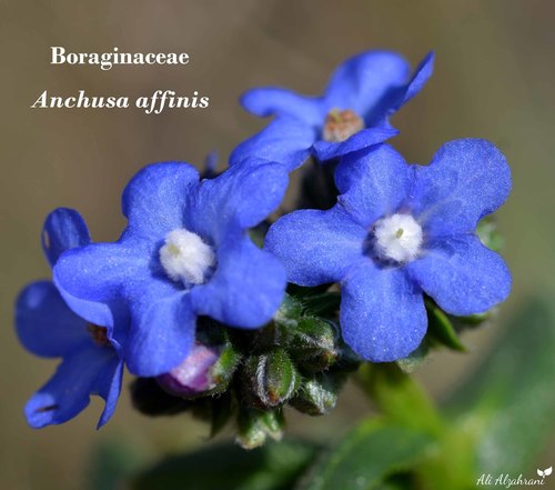 Anchusa affinis