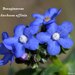 Anchusa affinis - Photo (c) Ali Mohammed Alzahrani, some rights reserved (CC BY-NC)