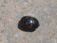 Hister quadrimaculatus