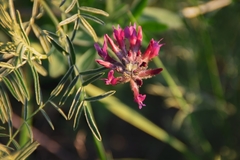 Astragalus cornutus