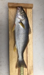 Umbrina roncador