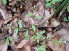 Memoremea scorpioides