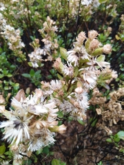 Ageratina campyloclada