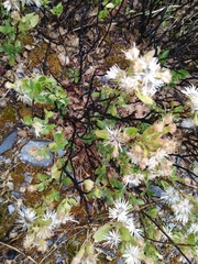 Ageratina campyloclada
