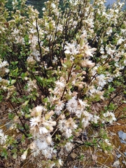 Ageratina campyloclada