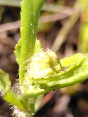 Coleostephus myconis