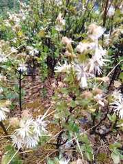 Ageratina campyloclada