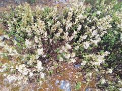 Ageratina campyloclada