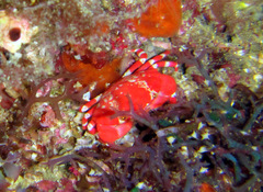 Neoliomera insularis