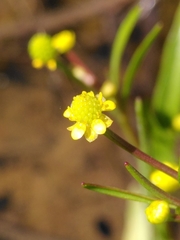 Ranunculus revelierei