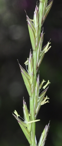Lolium X hubbardii