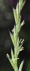 Lolium rigidum