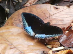 Lexias dirtea