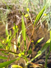 Ranunculus revelierei