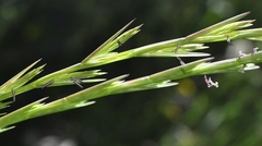 Lolium rigidum