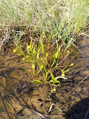 Ranunculus revelierei