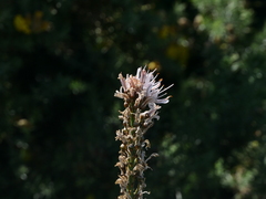 Asphodelus macrocarpus