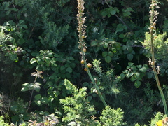 Asphodelus macrocarpus