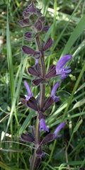 Salvia sclareoides